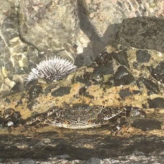 Grapsus grapsus