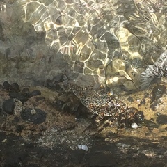Grapsus grapsus