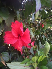 Hibiscus