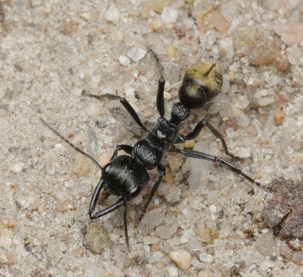 Golden-tailed Bull Ant (Myrmecia piliventris) · iNaturalist