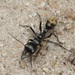 Golden-tailed Bull Ant - Photo (c) Daniel Kurek, some rights reserved (CC BY-NC), uploaded by Daniel Kurek