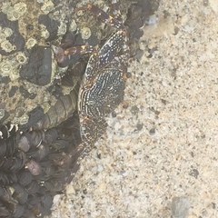 Grapsus grapsus