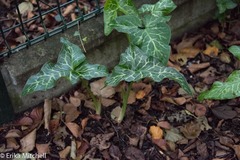 Arum italicum italicum