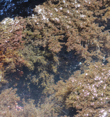 Odonthalia floccosa