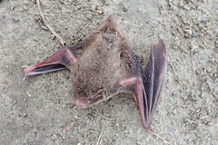 Pipistrellus abramus