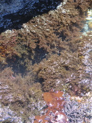 Odonthalia floccosa