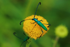 Hypocrites claviger claviger