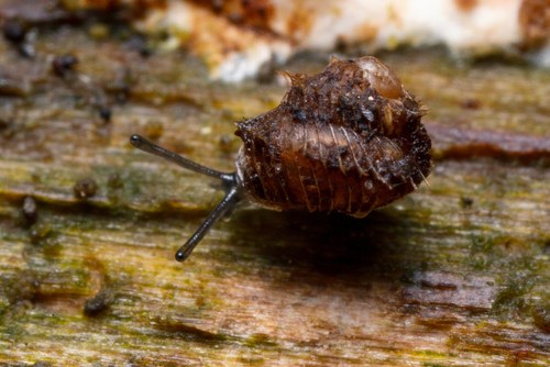 Prickly Snail