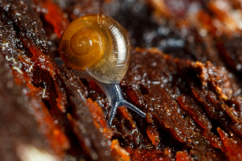 Rayed Glass snail