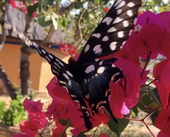 Pharmacophagus antenor