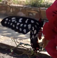 Pharmacophagus antenor