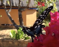 Pharmacophagus antenor