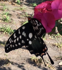 Pharmacophagus antenor