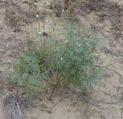 Astragalus brachylobus