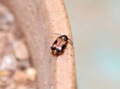 Callosobruchus maculatus