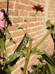 Melanoplus thomasi