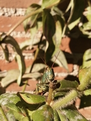 Melanoplus thomasi