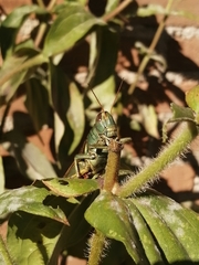 Melanoplus thomasi