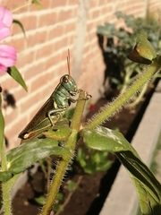 Melanoplus thomasi