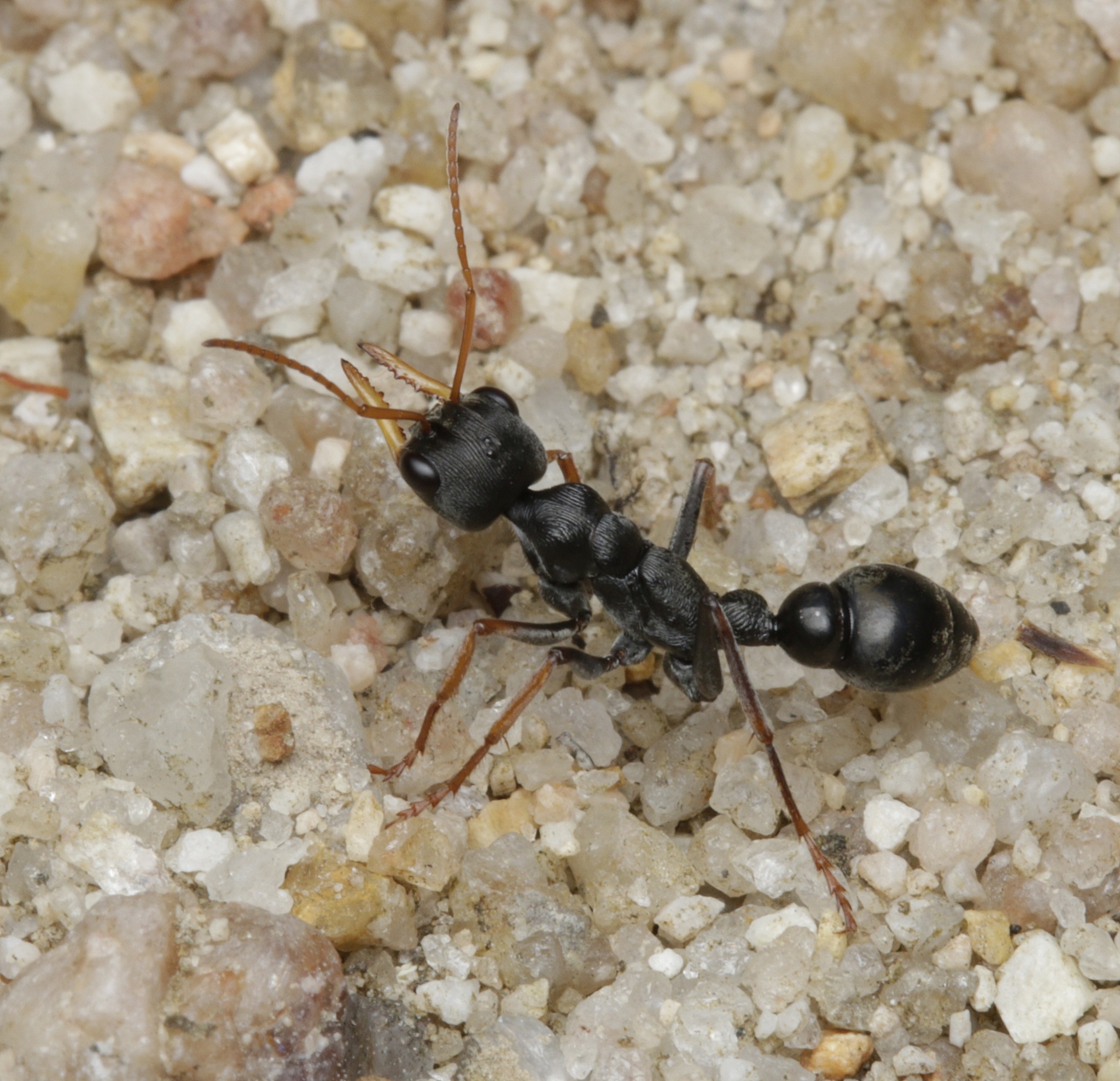 Myrmecia croslandi
