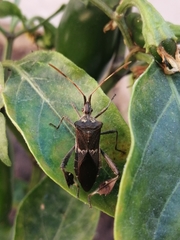 Leptoglossus zonatus
