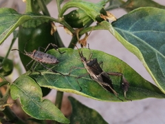 Leptoglossus zonatus
