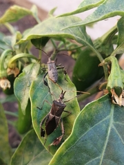 Leptoglossus zonatus