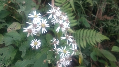Aster baccharoides