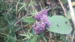 Callicarpa formosana