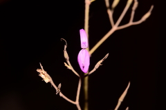 Dicliptera paniculata