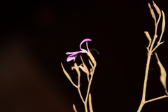 Dicliptera paniculata