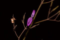 Dicliptera paniculata