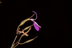 Dicliptera paniculata