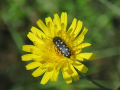 Acmaeodera octodecimguttata