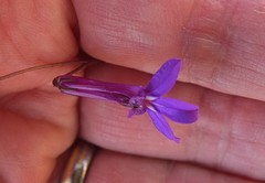 Lobelia tomentosa