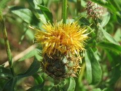 Centaurea collina