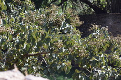 Magnoliopsida