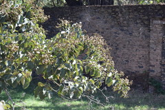 Magnoliopsida