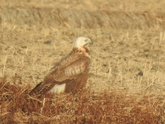 Buteo hemilasius