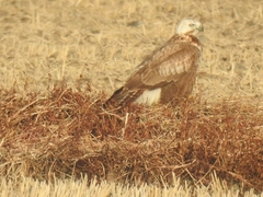 Buteo hemilasius