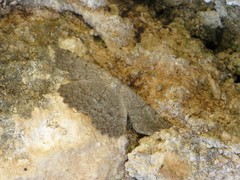 Gnophini