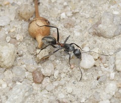 Camponotus fergusoni