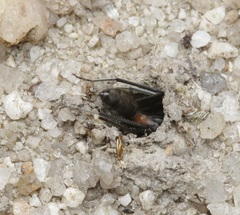 Camponotus fergusoni