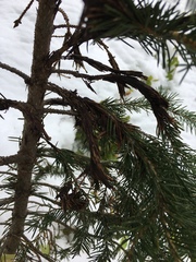 Herpotrichia juniperi