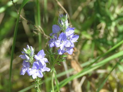 Veronica orsiniana