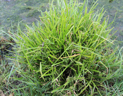 Cyperus pannonicus