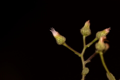 Laggera aurita