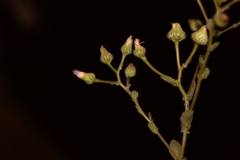 Laggera aurita