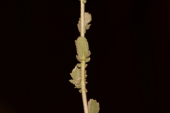 Laggera aurita