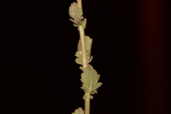 Laggera aurita
